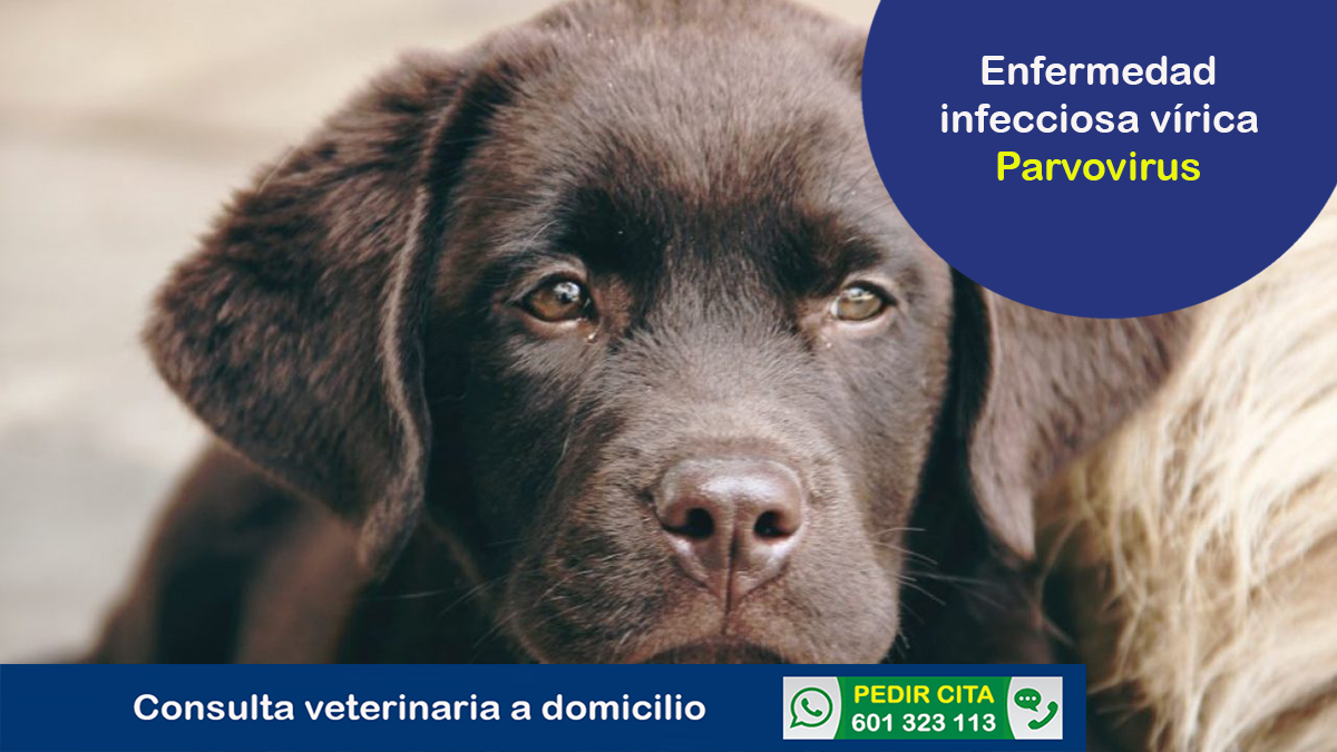 consulta veterinario a domicilio enfermedad parvovirus
