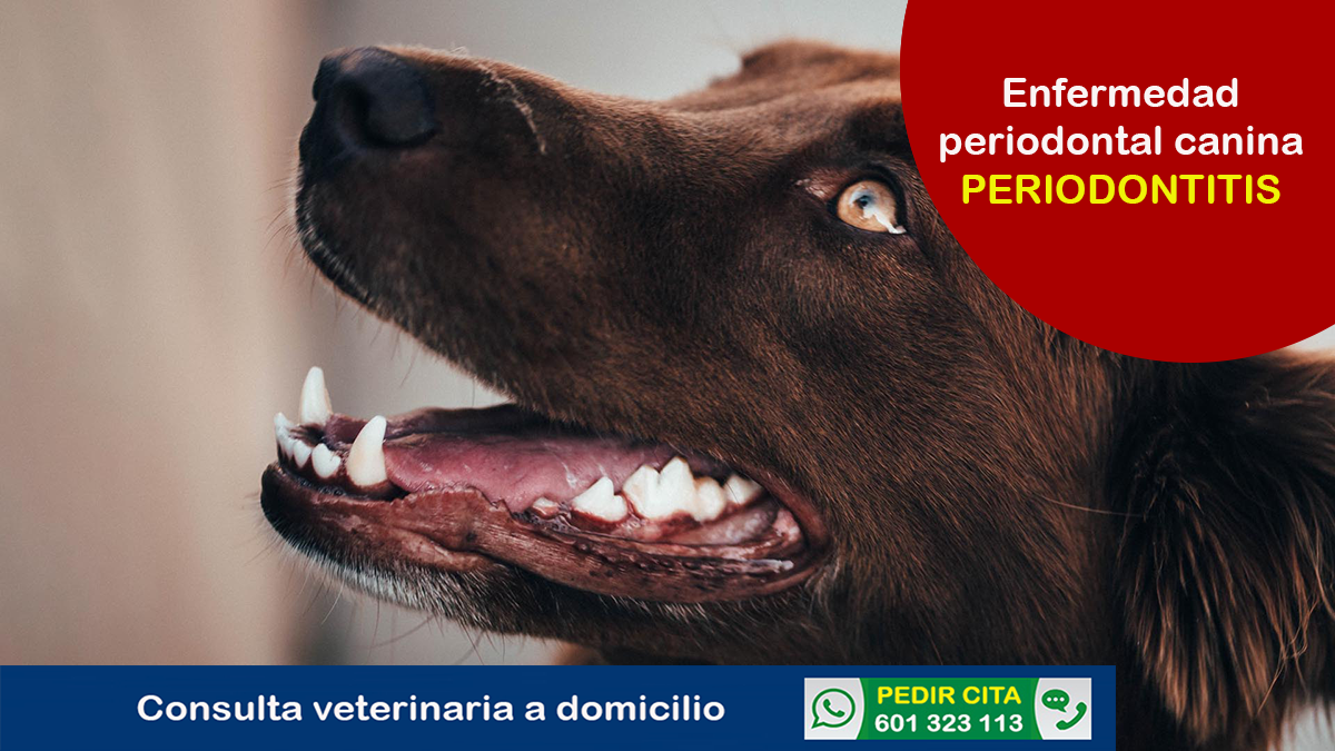 veterinario a domicilio enfermedades bacterianas periodontitis perros