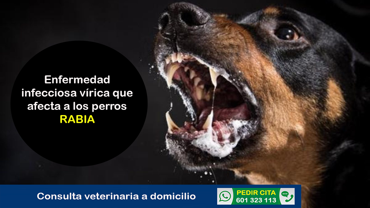 consulta veterinaria enfermedad rabia perros