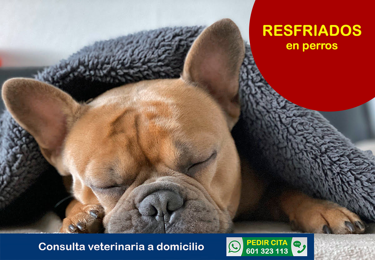 consulta veterinaria a domicilio resfriados perros