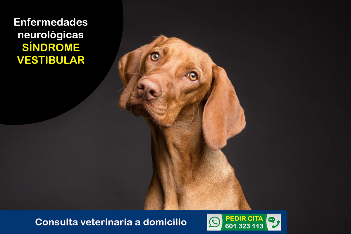 veterinario domicilio enfermedades neurologicas sindrome vestibular perros
