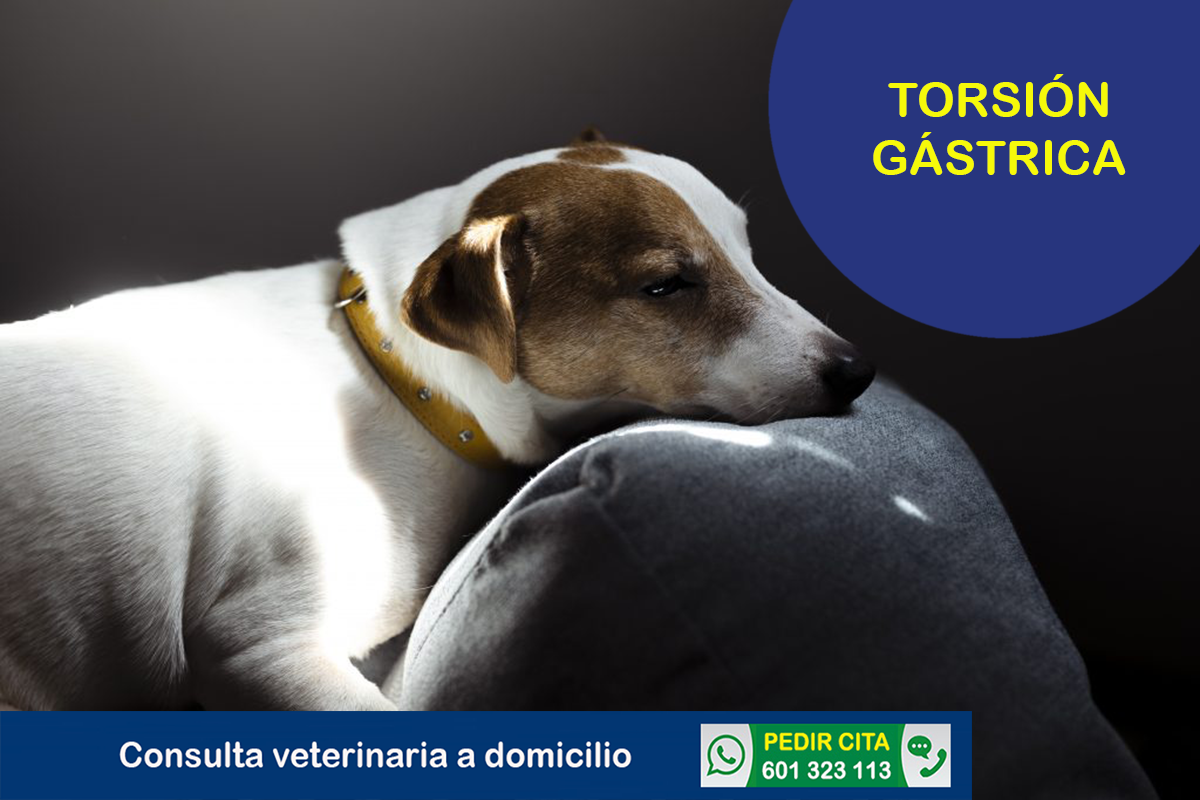 consulta veterinaria a domicilio torsion gastrica perros