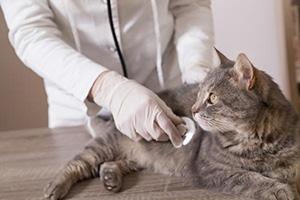 prevencion salud gatos