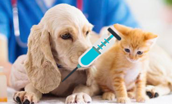 vacunacion veterinario a domicilio perros y gatos