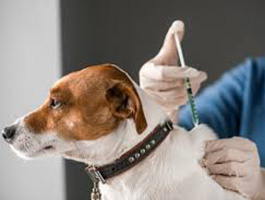 vacinacion domicilio perros