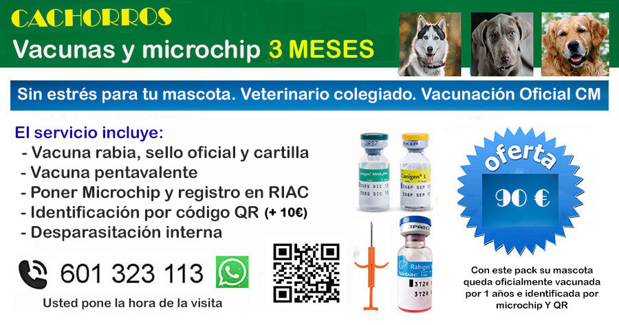 poner microchip y vacunar perros y cachorros 