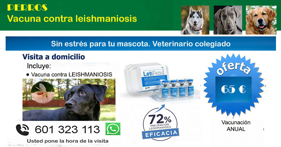 veterinario vacunacion perros a domicilio leishmaniosis