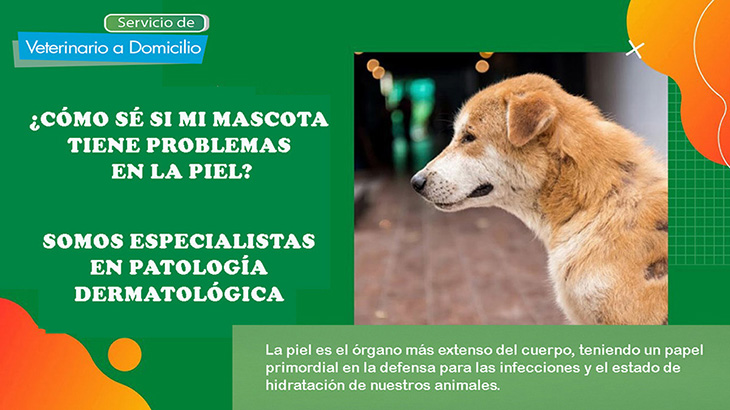 consulta veterinaria a domicilio dermatologia perros