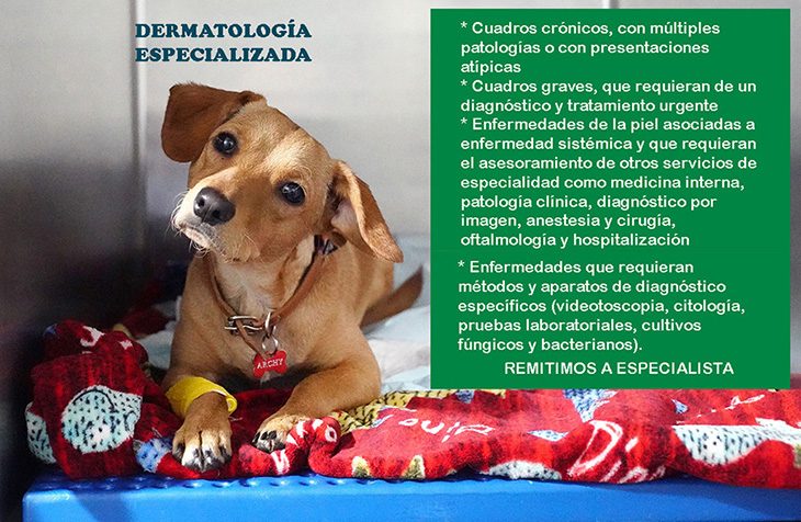 cansulta veterinaria especialistas dermatologia perros y gatos