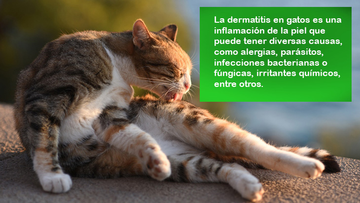 veterinario a domicilio consulta veterinaria gatos dermatologia