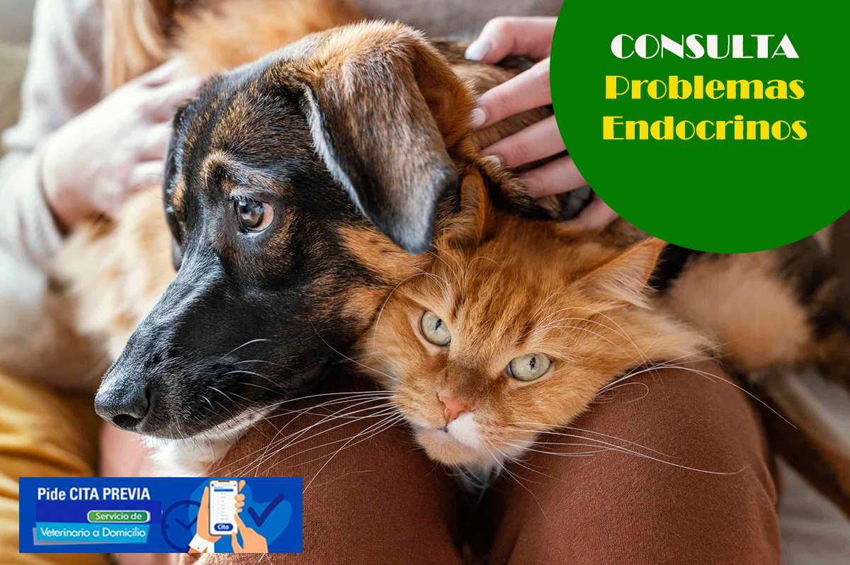 consulta veterinaria enfermedades endocrinas perros y gatos